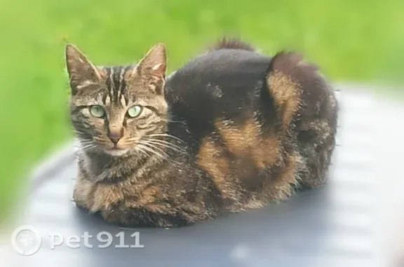 Chat perdu, Flines-lès-Mortagne, photo: Chat perdu femelle, Grande Rue, 61, Château-l'Abbaye, Flines-lès-Mortagne - jeune, non identifiée