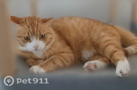 Chat perdu mâle, Rue de la Fontaine Sarrazin, 119, Crégy-lès-Meaux - taches blanches - photo