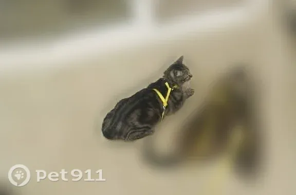 Chat perdu femelle, Rue du Muguet, 10, L'Isle-Adam - harnais jaune - photo