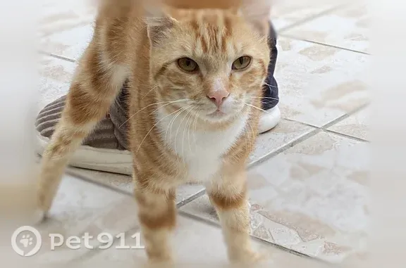 Animaux trouvés Maurepas, photo: Chat trouvé mâle, Rue des Aubépines, 4, Maurepas - tigré roux et blanc