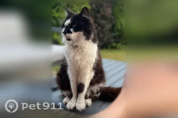 Chat perdu mâle, Rue du Lieutenant Folliet, Billy-Berclau, Douai - blanc et noir type angora - photo
