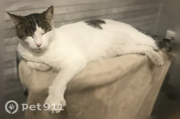 Animaux perdus Paris, photo: Chat perdu mâle, Avenue Léon Blum, Le Bouscat, Paris - poil mi-long, gros gabarit