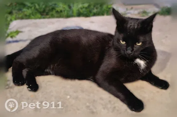 Chat perdu mâle, Allée des Chouettes, 40, Saint-Marcel-lès-Valence, Meximieux - noir, tache blanche au cou - photo