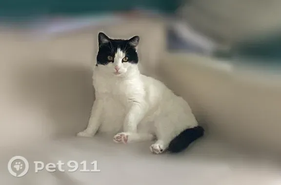 Perdu chat femelle, Avenue des Tuileries, Halluin, Rennes - 11 ans, pucée - photo