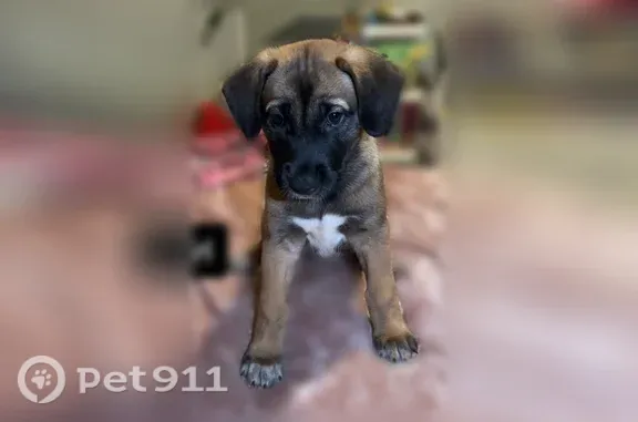 Lost dog, Irving, Texas, Columbus - 2 months old, dark brown, big ears - photo