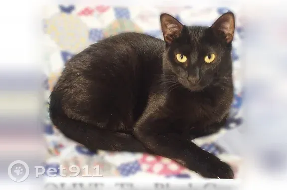 Lost pets Austin, photo: Lost cat, Mariscal Canyon Drive, 8904, Austin