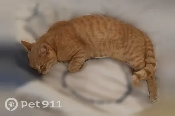 Animaux trouvés Villejuif, photo: Chat trouvé, Rue René Hamon, 29T, Villejuif - très sociable