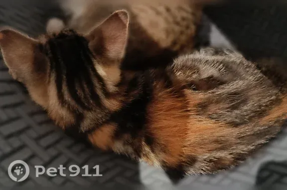 Perdu chat femelle, Route de Valbonne, 72, Le Cannet — deux chatons tricolores - photo