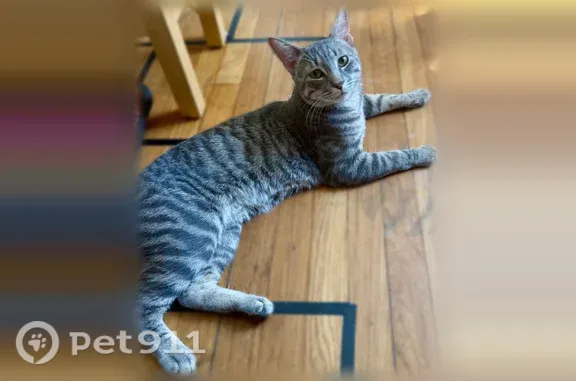 Lost cat, Green Street, 4;6, Beachmont, Revere — green eyes - photo