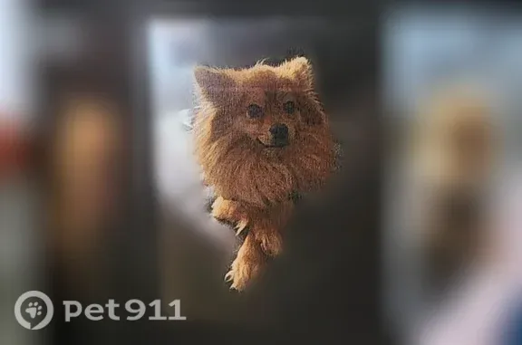 Lost dog, Dawson Road, Askewville - male, brown coat, pink flea collar - photo
