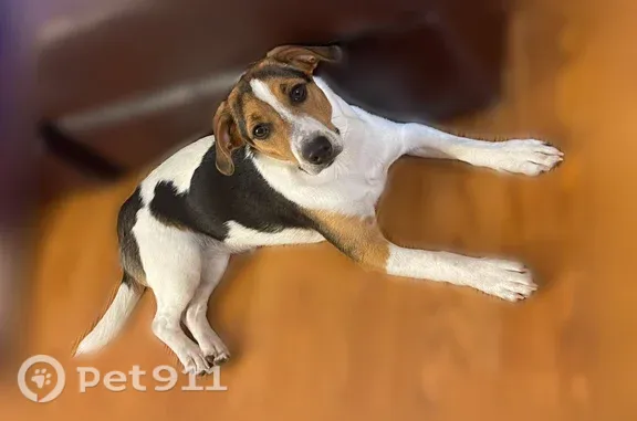 Lost dog, West Shepard Avenue, 14, Hamden, Waterbury — female, small - photo