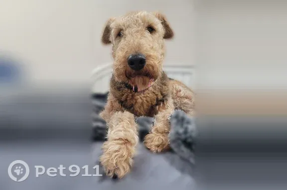 Lost dog, Cypress Creek Parkway, 604, Smithfield - female Airedale Terrier - photo