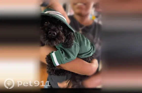 Lost dog, Argonne Drive, 1601, Baltimore - small black dog with a squeaky bark - photo