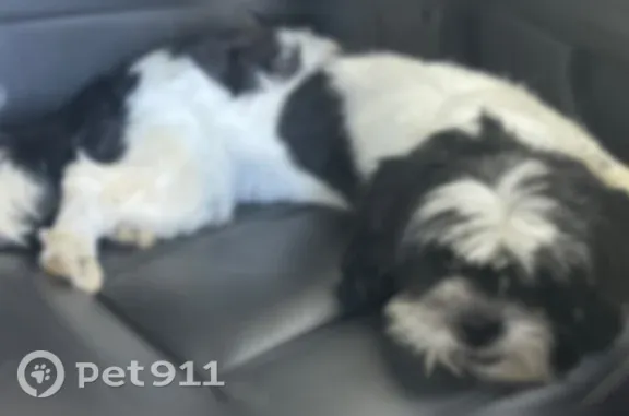 Lost pets Detroit, photo: Lost dog, Fairport Street, Detroit — black and white