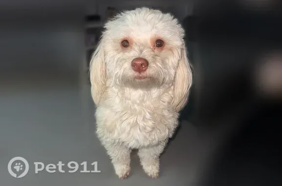 Lost dog, West Behrend Drive, 602, Phoenix — female, 3 years old - photo