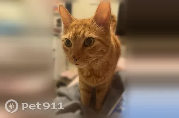 Lost cat, East Main Street, Austin - male orange tabby, neutered - photo