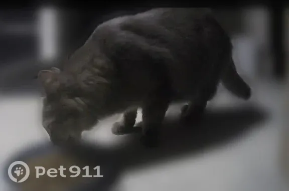 Found pets Aurora, photo: Found cat, Aurora, Colorado - large long-haired gray cat