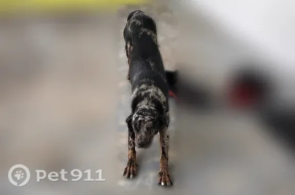Found dog, Dover Fort Barnwell Road, 410, New Bern — very thin and friendly - photo