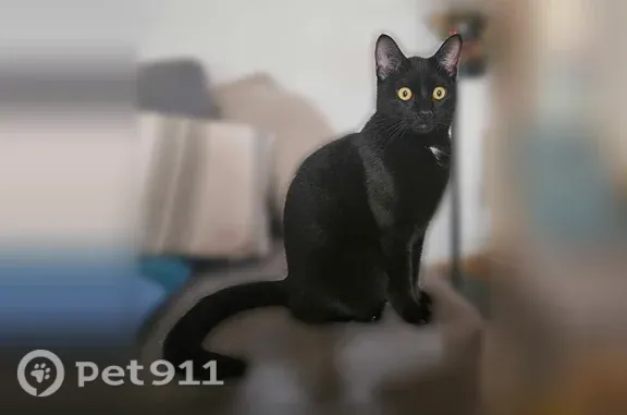 Chat perdu mâle, Andernos-les-Bains, Nouvelle-Aquitaine, Paris - noir, puce tatouée - photo