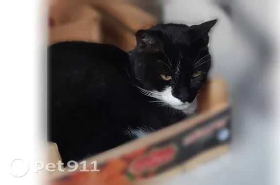 Chat perdu, femelle, Mail Mendès France, Vauréal, Paris - noire et blanche - photo