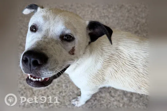 Found pets Arlington, photo: Found dog, Kingston Cove, Arlington - white male with black ear markings