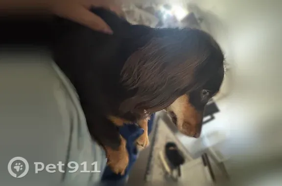 Lost dog, Yakima Avenue, 914, Filer - female dachshund, brown with light brown long hair - photo