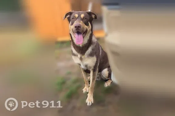 Lost dog, 6th Avenue Southeast, 107, Little Falls, Arlington — chocolate, tan, and cream - photo