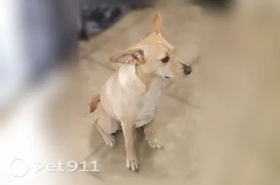Lost dog, Phoenix - brown-yellow fur - photo