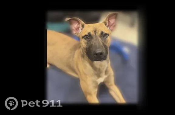 Lost dog, West Morgan Avenue, 476, Chesterton — female, Belgian Shepherd, 9 months old - photo