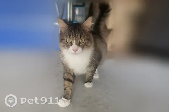 Animaux trouvés Cognac-la-Forêt, photo: Chat trouvé mâle, Rue de Pétigny, 8, Vendôme, Cognac-la-Forêt — en bonne santé et effrayé
