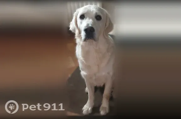 Animaux perdus Pleumeur-Gautier, photo: Chien perdu femelle, Rue des 4 Vents, 14, Pleumeur-Gautier - blanche, oreilles légèrement plus foncées