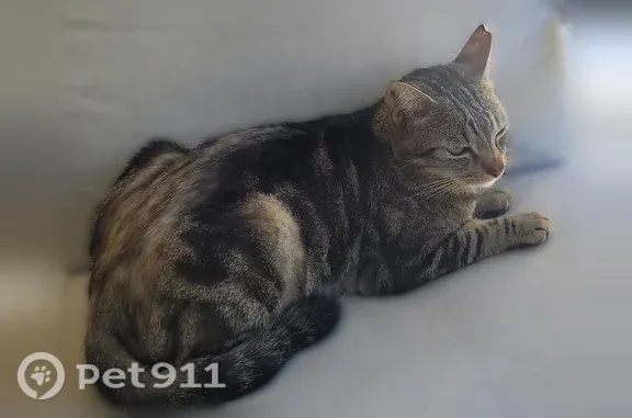 Animaux perdus et trouvés Paris, photo: Chat perdu mâle, Paris - queue cassée