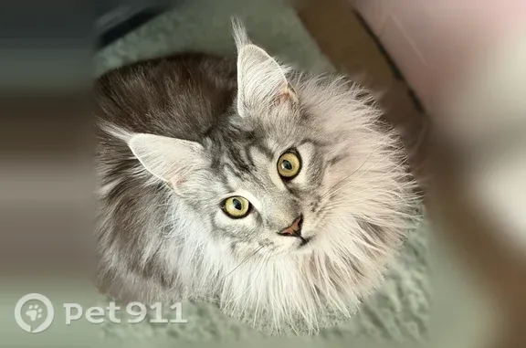 Lost cat, Orillia Road, 1321, Virginia Beach - female, fluffy, big green eyes - photo