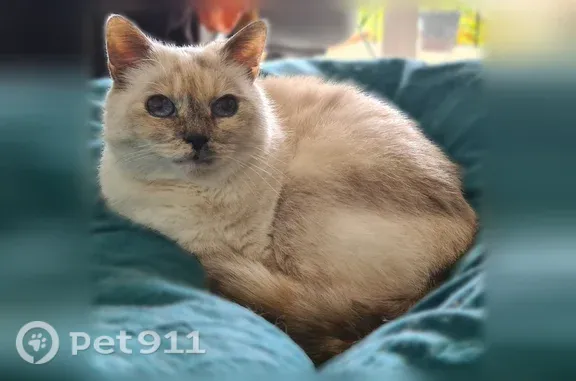 Animaux perdus Paris, photo: Chat perdu, femelle, Clamart, Île-de-France, Paris — porte un collier