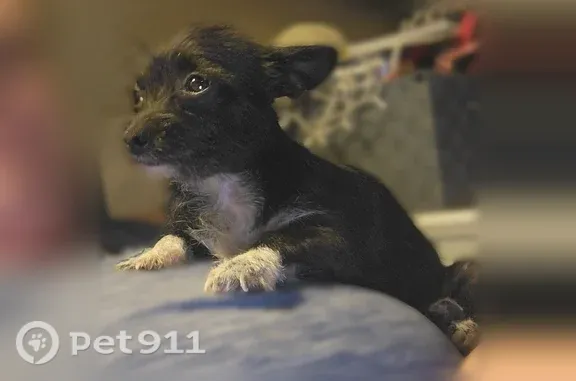 Found pets Schertz, photo: Found dog, East 55th Street, 507, Odessa, Schertz - female, black and white, about 1 year old