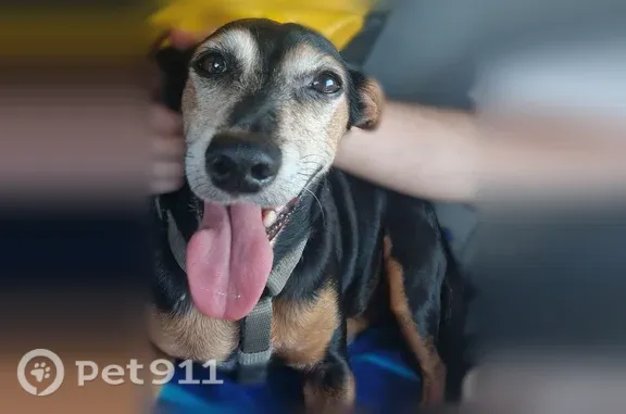 Animaux perdus et trouvés Marseille, photo: Chien perdu femelle, Chemin du Réal, Puget-sur-Argens, Marseille - petite pinscher noire et brune