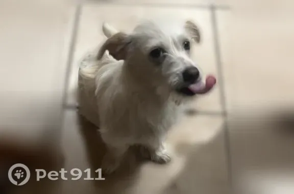 Missing dog Indio, photo: Lost dog, Shadow Avenue, 81570, Indio - small male with white wiry fur and orange-ish spots