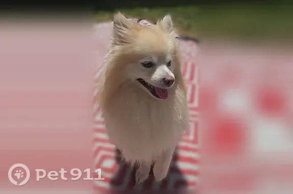 Found pets Midvale, photo: Found dog, East 7800 South, 300, Midvale - friendly cream-colored Pomeranian