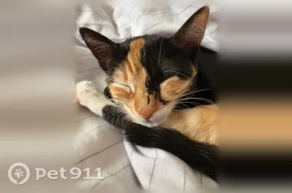 Chat perdu femelle, Égly, Paris - roux et noir, chaton de 7 mois - photo