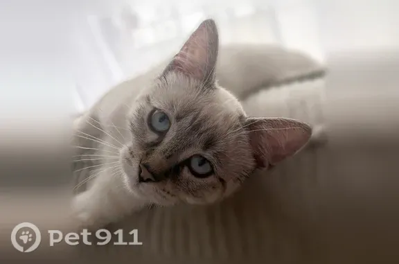 Chat perdu, Place Perrot de Verdun, 9, Romans-sur-Isère - femelle, yeux bleus - photo