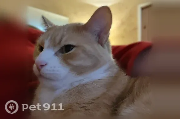 Lost pets Cincinnati, photo: Lost cat, Meadowmar Lane, Cincinnati - male, pale yellow tabby with white markings