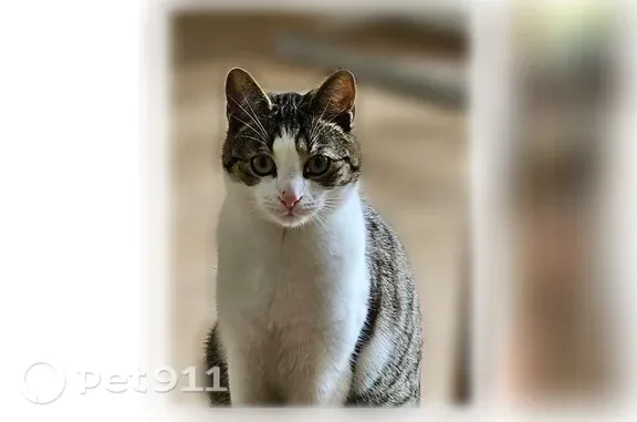 Animaux perdus Rouen, photo: Chat perdu mâle, Rue Saint-André, 8, Rouen — petit, castré, craintif