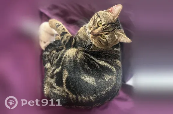Animaux perdus et trouvés Cambo-les-Bains, photo: Chat disparu Garçon, Cambo-les-Bains (fl598907)
