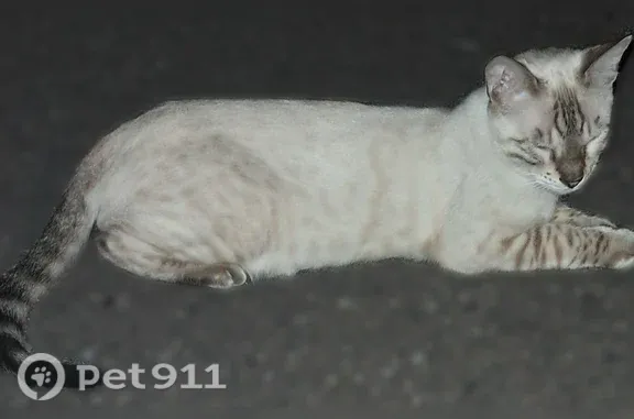Chat trouvé Vaivre-et-Montoille, photo: Chat trouvé, Rue de la Combe, 21, Vaivre-et-Montoille - blanc, un peu tigré