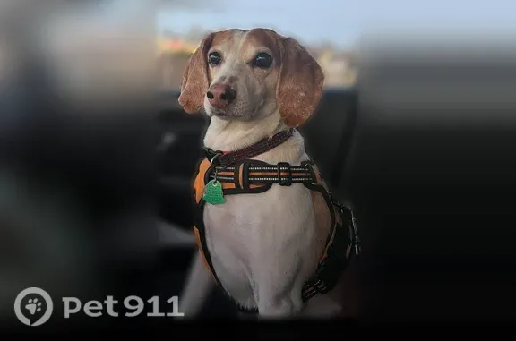 Lost dog, Glenside, Pennsylvania, White Plains - brown and white hound with floppy ears - photo