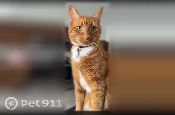 Lost pets Chamblee, photo: Lost cat, Avion Way, Chamblee — male, blue name tag with a fish bone