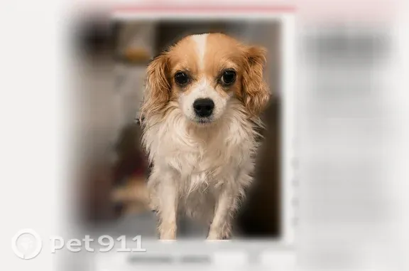 Lost pets Aurora, photo: Lost dog, Medinah Street, Bensenville, Aurora — shy and timid