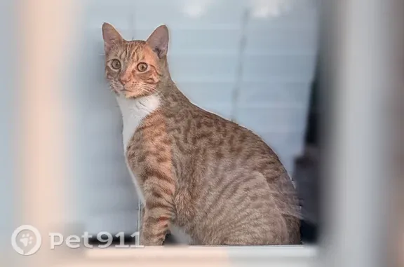 Lost pets Conway, photo: Lost cat, Shadow Falls Drive, 2070, Conway - orange tabby, larger and shy