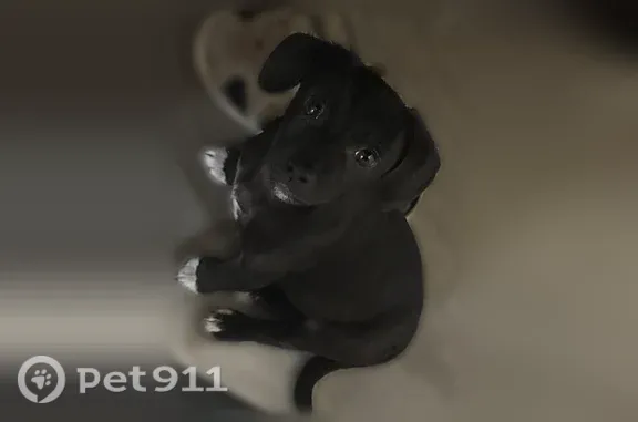 Lost dog, Valley Hi Drive, 6439, Sacramento - small black chihuahua mix - photo