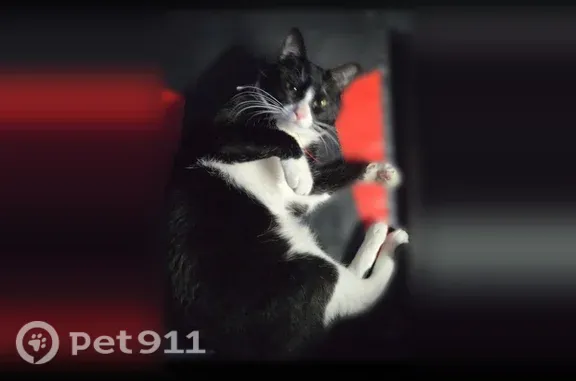Lost cat, Roe Avenue, 5, Terryville, Port Jefferson Station - black and white, red collar - photo